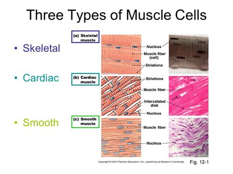 Muscle Tissue Types And Functions