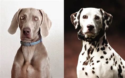 Weimaraner Vs Dalmatian Whats The Difference Complete Guide