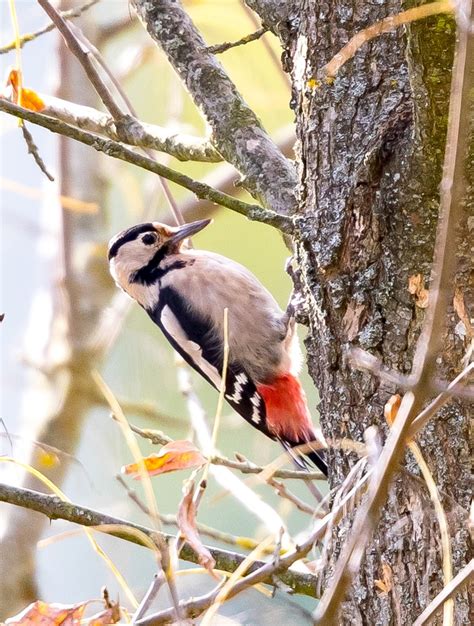 Probirder Syrian Woodpecker