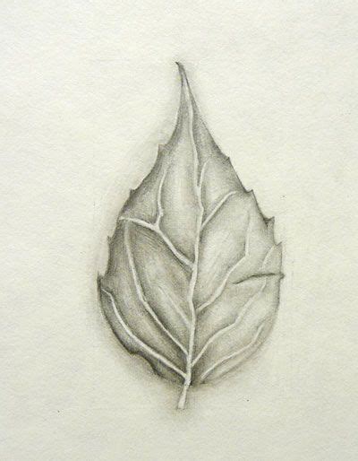 Observational Drawing Of A Leaf Observational Drawing Pencil
