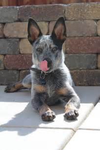 Queensland Heeler Blue Heeler Australian Cattle Dog