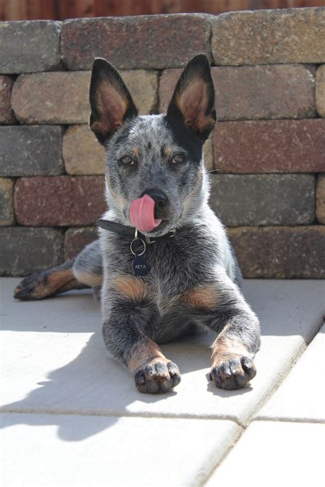 Queensland Blue Heeler Puppy Guarding The Ground Check Out On Pet
