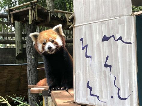 Panda Updates Wednesday August 31 Zoo Atlanta