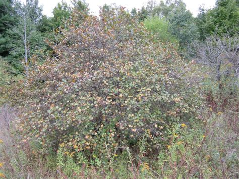 Hawthorn Tree Growing Guide For Edible Hawthorn Berries