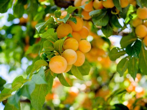 Nitrogen can be applied in organic or synthetic chemical form. the-how-and-when-of-pruning-your-fruit-trees-phoenix-az ...