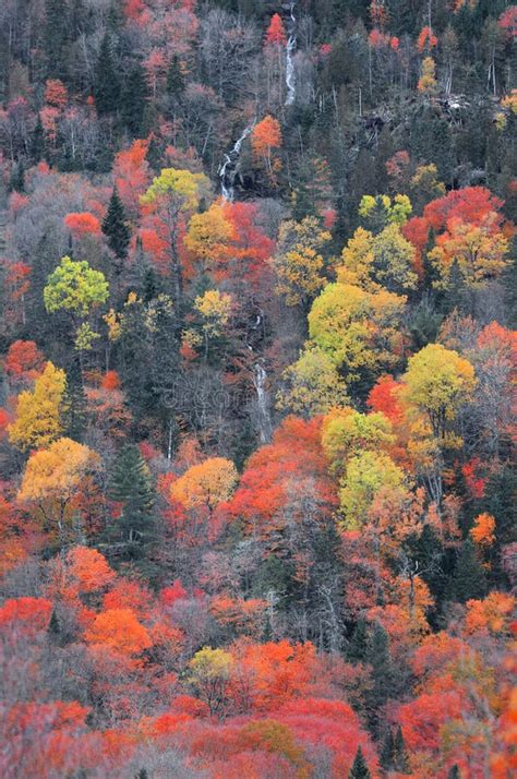 Colorful Autumn Trees On A Hill With Water Falls In Quebec Countryside