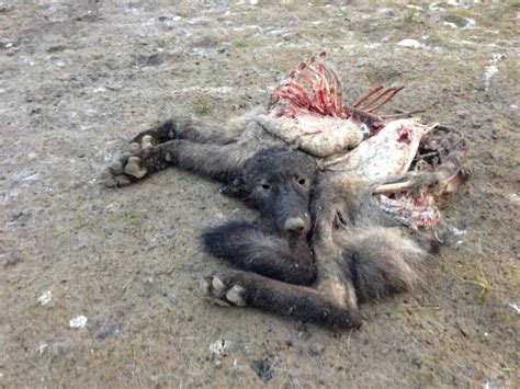 Mountain Journal - Trapperman Forums