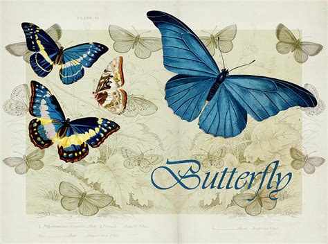 Blue Butterfly S01a Digital Art By Variance Collections Pixels