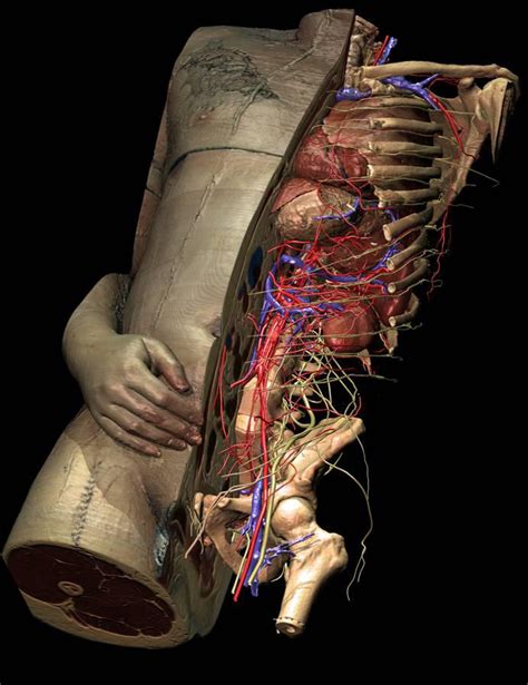 Major muscles of the body diagram. 3D model of the inner organs derived from the Visible ...