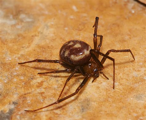 Common House Spider Parasteatoda Tepidariorum3147 Flickr