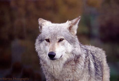 Grey Wolf Photo Wp04762