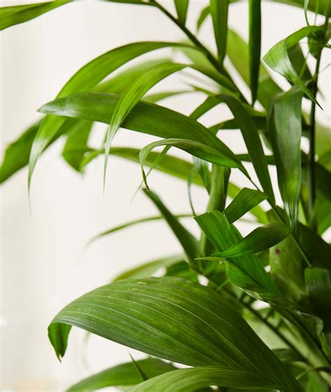 Buy Xl Potted Bamboo Palm Indoor Plant Bloomscape