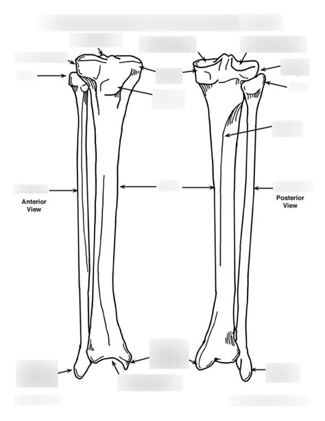 Tibia And Fibula Diagram Quizlet