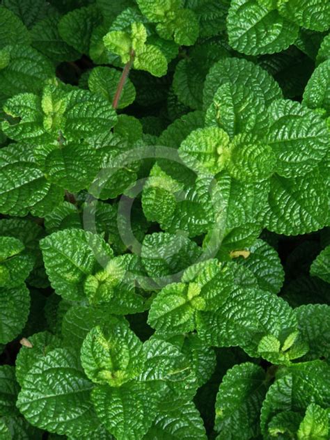 Creeping charlie is the common name for an evergreen, creeping weed called glechoma hederacea. Pilea nummulariifolia | Creeping Charlie information & photos