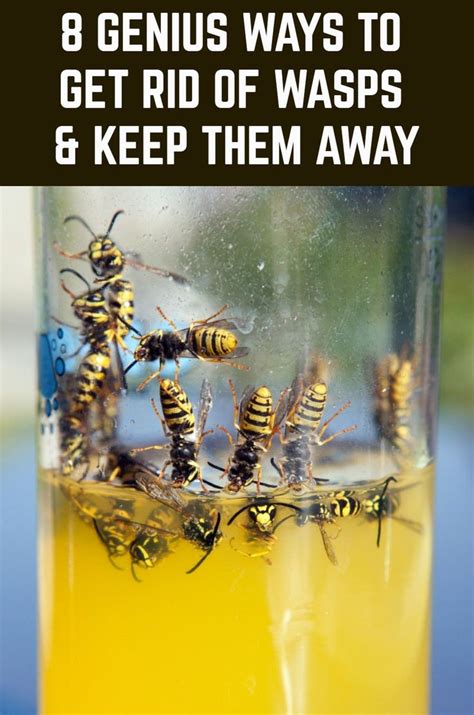 Genius Ways To Get Rid Of Wasps Keep Them Away Get Rid Of Wasps Wasp Repellent Bee Repellent
