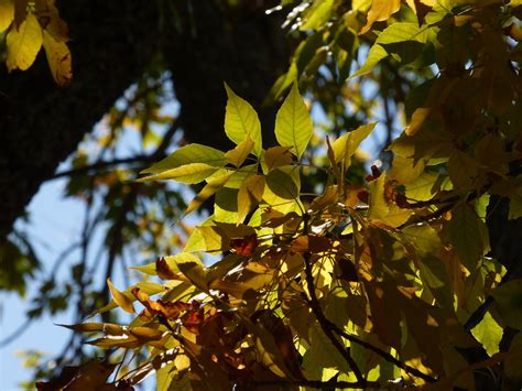Beech Tree With Yellow Autumn Foliage Jennifer Ramirez Baulch