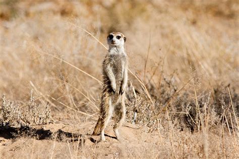 Meeting Makgadikgadi Meerkats Best Botswana Safari Experiences Art