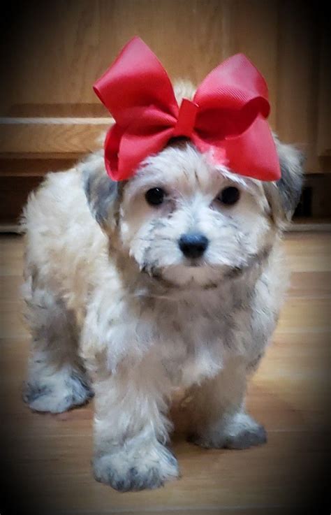 Greenfield puppies has puppies for sale in ohio! This baby girl is available at Riverside Puppies in Ohio | Puppies, Morkie, Baby girl
