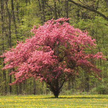 We did not find results for: Kousa Dogwood Tree for Sale | Fast Growing Trees | Fast ...