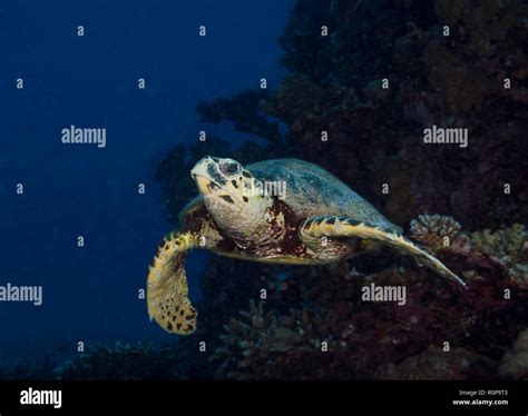 Hawksbill Turtle Eretmochelys Imbricata Swimming Over Coral Reef In