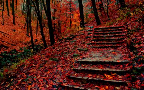 Red Leaves Stair Forest Fall Scenery Wallpaper Id 6001 Download