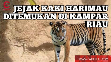 Hati Hati Diduga Jejak Harimau Ditemukan Di Desa Sibiruang Kampar