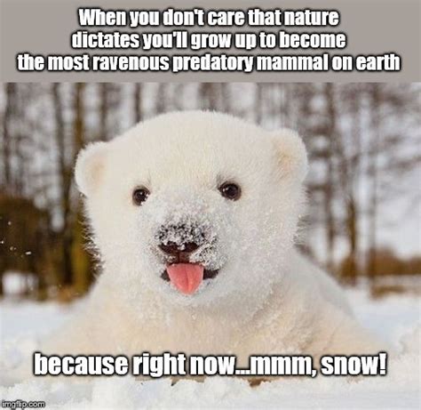 Polar Bear Cub Imgflip