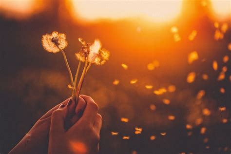 Hands Holding Dandelions Myhorizon