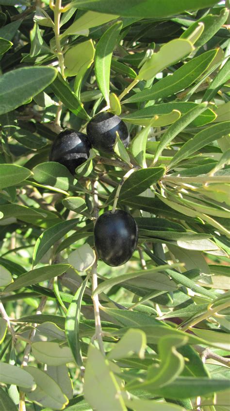Black Olives Olives Eggplant Vegetables Fruit Black Black People