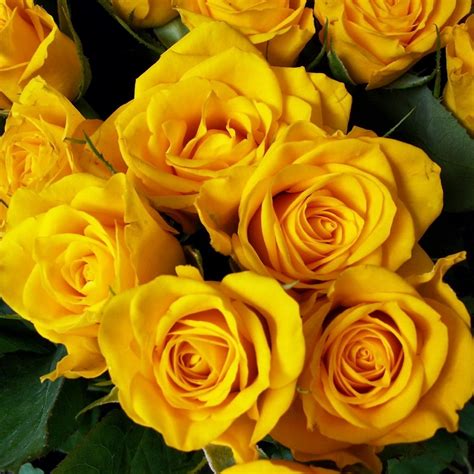 لديك موقع أو قناة على يوتيوب أو حساب على بنترست أو انستجرام وتريد أن تستغله بطريقة صحيحة. مجموعة باقة ورد صفراء جميلة - صور ورد وزهور Rose Flower images