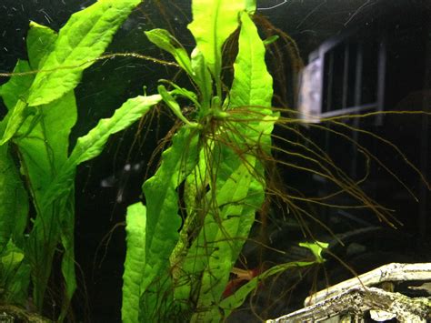 1.8, the first release of the bountiful update,1 is a major update to minecraft. Java ferns growing tentacles!!! - The Planted Tank Forum
