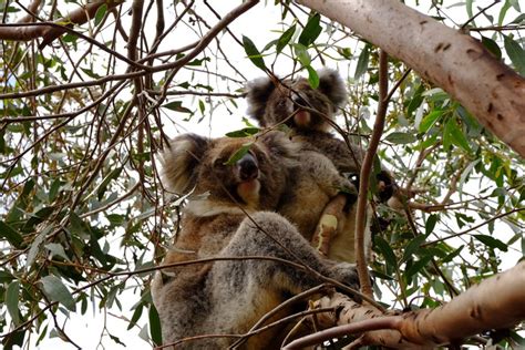 Where To See Koalas In Australia