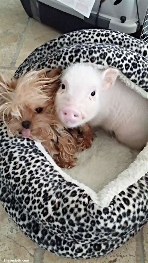 Register to receive the daily deals at www.pigandpuppy.com save up to 70% off. Teacup Pig Pictures - So Adorable - Sharesloth