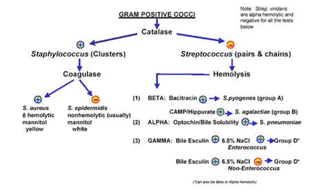 Streptococcus Flow Chart
