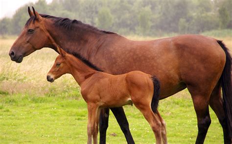 Pin On Stute Mit Fohlen Mare With Foal