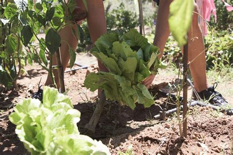 Harvesting Romaine Lettuce The Right Way