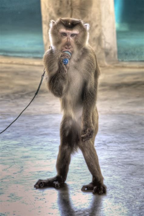 You can damage your voice or create bad habits by trying to teach yourself, so if you're serious about singing always try to find a good voice teacher. Monkey Singing | Jeff Nyveen | Flickr