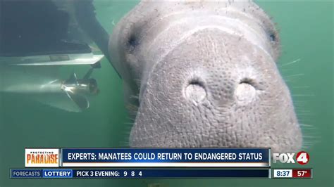 Experts Manatees Could Return To Endangered Status