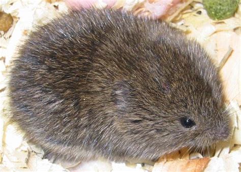 Meaning their eyes and ears are open & they're running around if not, my dad said that their eyes were waaaay more opened when he checked on them last and their ears were apart from their head and it looks like they're really close to opening their eyes. Voles (remember the V)