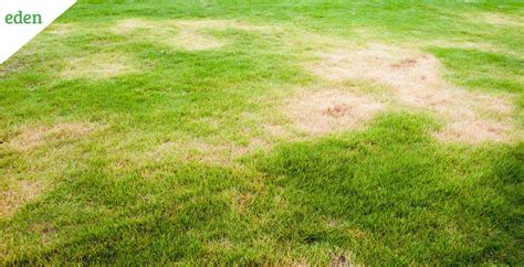 Brown Spots In Grass Causesidentification And Prevention Eden Lawn