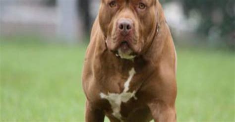 Are Pit Bulls As Dangerous As They Seem Newstalk