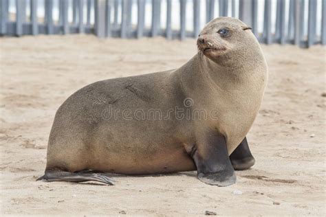 African Seals Stock Photo Image Of Mammal Eared Lion 62034258