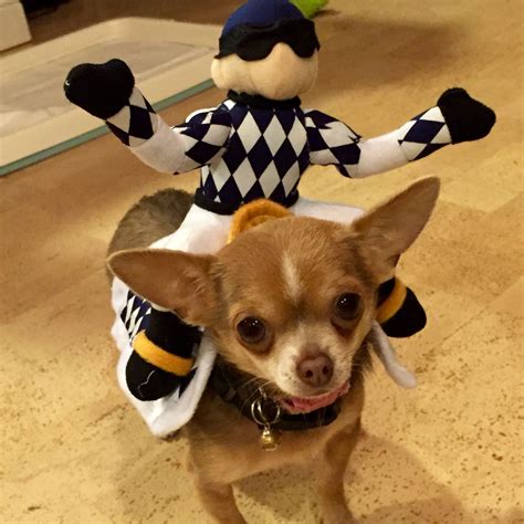 Dog Halloween Costumes For Chihuahuas 2022 Get Halloween 2022 Update