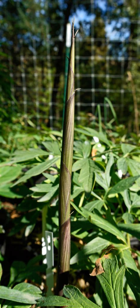 We have many different design styles such as tropical for an exotic look or traditional for an authentic. Phyllostachys decora - Beautiful Bamboo for sale