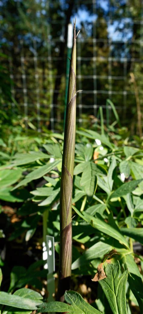 549 ads for bamboo beds in furniture in south africa. Phyllostachys decora - Beautiful Bamboo for sale