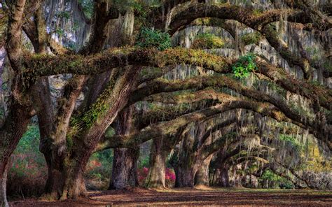 South Carolina Charleston Usa Trees Spring Wallpaper Nature And