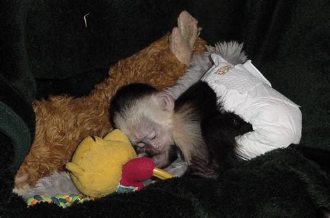 Sweet Baby Spider Monkeys For Adoption