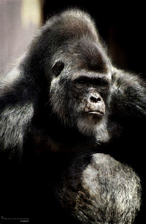 Rise of the planet of the apes is the 2011 prequel reboot of the planet of the apes film series. Rise of the Planet of the Apes Designs