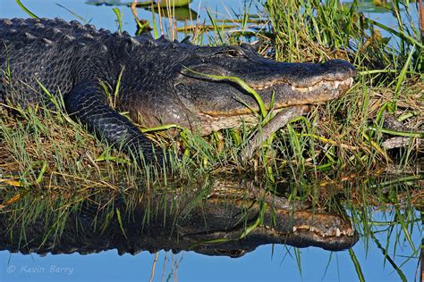 American Alligator 6 Everglades National Park Florida Kevin Barry