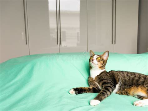 Gray And White Cat On The Green Bed Laying Down Looking Up Stock Image